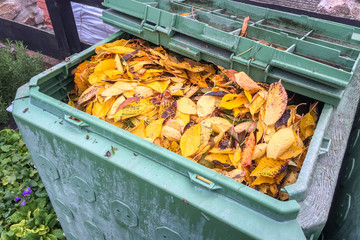 Herbstlaub im Garten 