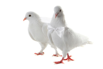 Wedding doves
