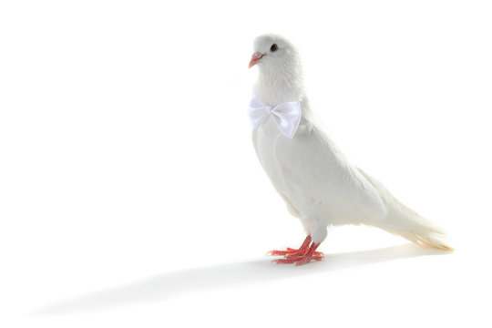 Wedding dove