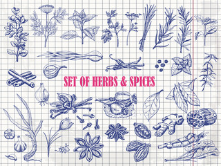 Set of Herbs and spices in sketch style on paper