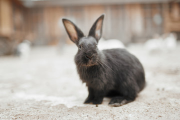 Fluffy black rabbit