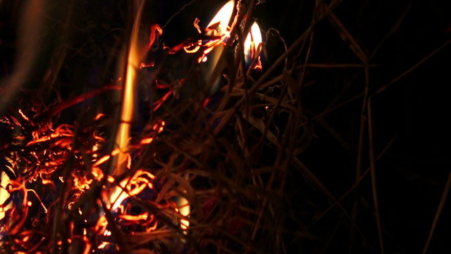 Forrest fire at night. closeup.