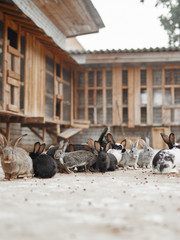 Obraz premium Many rabbits on the farm