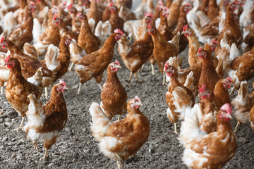 Free-range chicken freely grazing outside