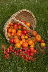 Fototapeta na wymiar Harvest ripe tomatoes