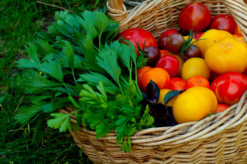 Harvest ripe tomatoes