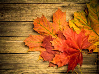 Obraz premium Autumn leaves