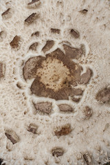 Macrolepiota rhacodes, detalle