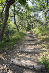 Fototapeta na wymiar Mountain path on the hillside in woods.