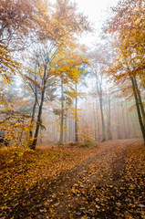 Fototapeta premium Herbstwald
