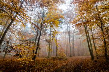 Obraz premium Herbstwald