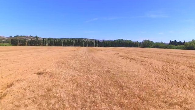 AERIAL: Beautiful golden wheat field and olive trees in Provence