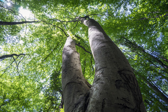 The double trunk of  hornbeam in  woods.The view from bottom to the top.