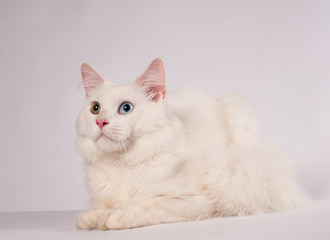 Obraz premium White mainecoon portrait