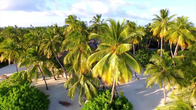 AERIAL: Beautiful island resort between palm trees on the beach