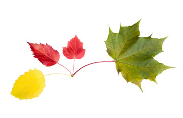Autumn leaves isolated on white
