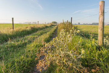 Blooming and overblown field eryngo