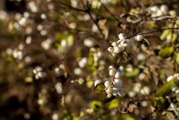 Bush with berries