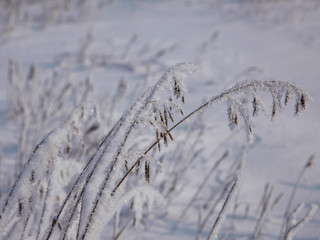 First frost in the morning
