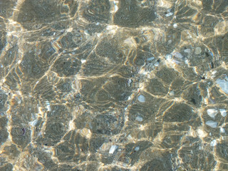 Muscheln im Meer Nr.2