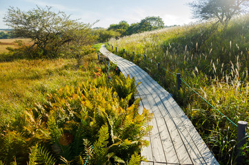Walkway of wetlands that were made by wood