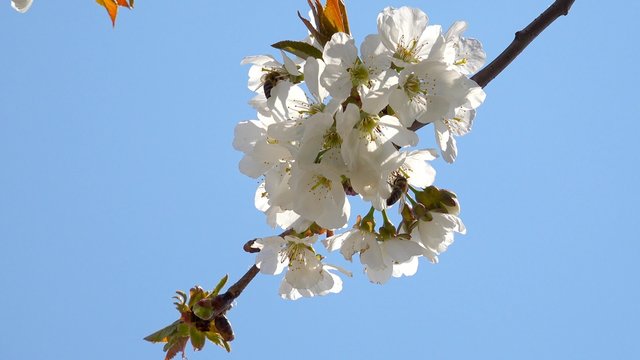 Bee flowering cherry in spring on a 