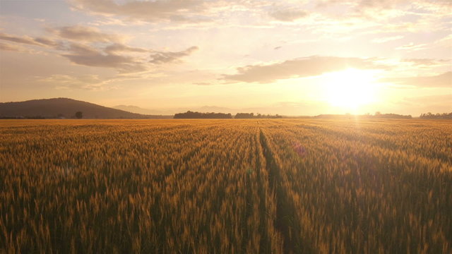 AERIAL: Wheat field at sunset