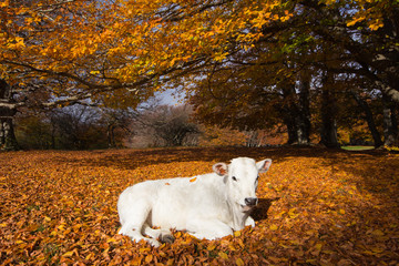 Vitello bianco prende il sole in un tappeto di foglie