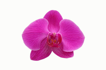 Purple orchid isolated over white background