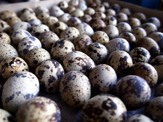 Raw quail eggs