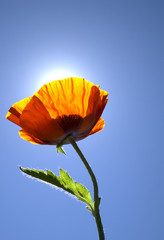 Obraz premium Cheerful poppy flower with sunshine and blue skies.