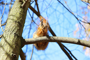 Squirrel on a maple tree