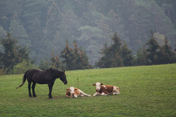 Pferd bewacht junge Kühe