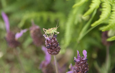 Grasshopper over  lavender flower