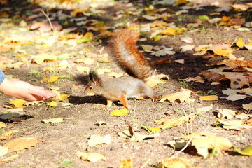 Squirrel in a park