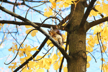 Squirrel on a maple tree