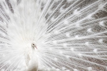 Naklejka premium White peafowl 