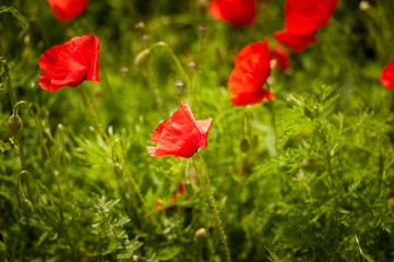 Obraz premium Field of bright red corn poppy flowers in summer