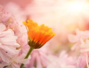 Fototapeta na wymiar Ornage flower sun macro
