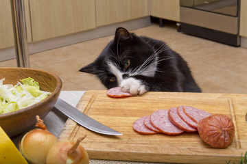 cat steals sausage from the table
