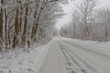 beautiful winter road in the woods
