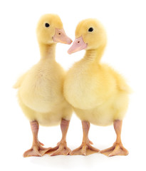 Two ducklings.