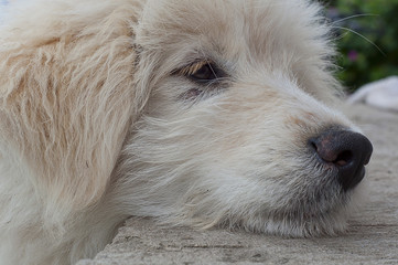 Naklejka na ściany i meble muzzle white puppy closeup