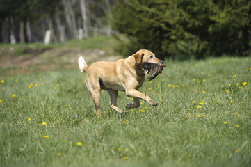 Labrador Retriever carrying a duck