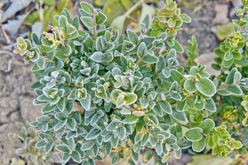 Morning frost on the first boxwood shrubs in late autumn