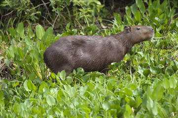 Capybara (Hydrochoerus hydrochaeris), Araras Ecolodge,  Mato Grosso, Brazil 