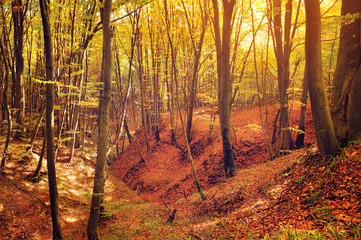 Beautiful sunny day in the autumn forest