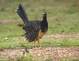Bare-faced Curassow (Crax fasciolata), Araras Ecolodge,  Mato Grosso, Brazil 
