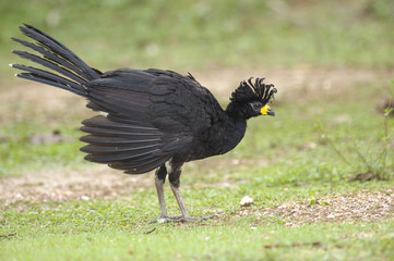 Bare-faced Curassow (Crax fasciolata), Araras Ecolodge,  Mato Grosso, Brazil