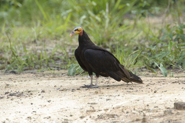 Lesser Yellow-headed Vulture (Cathartes burrovianus) , Araras Ecolodge,  Mato Grosso, Brazil